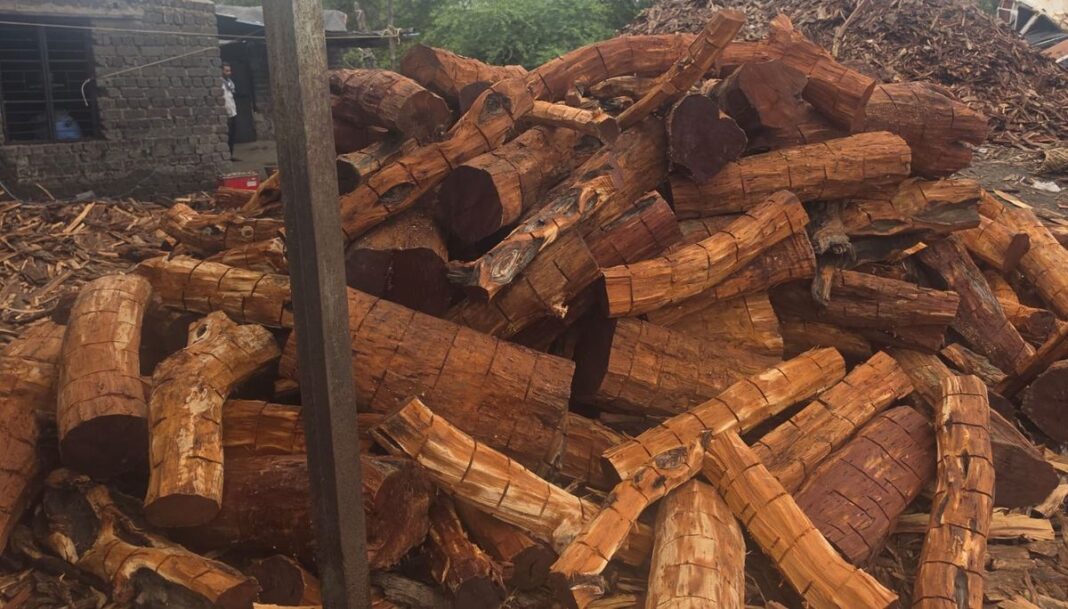 Large consignment of Khair wood seized in Raipur: Over two truckloads of wood recovered, warehouse sealed; investigation into smuggling network underway